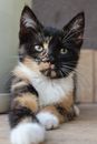 A Calico Kitten