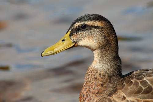 Close-Up Shot of a Mallard Duck