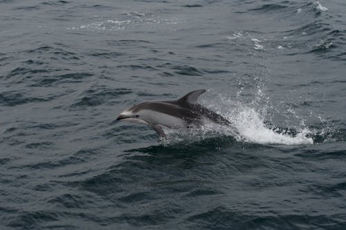 Gratuit Imagine de stoc gratuită din animal, apă, delfin Fotografie de stoc