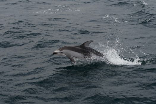 A dolphin leaps gracefully in the ocean near Monterey, California, showcasing marine wildlife beauty.