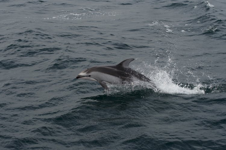 Dolphin Jumping Over The Ocean