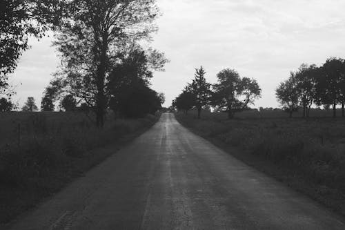 Free stock photo of road, trees