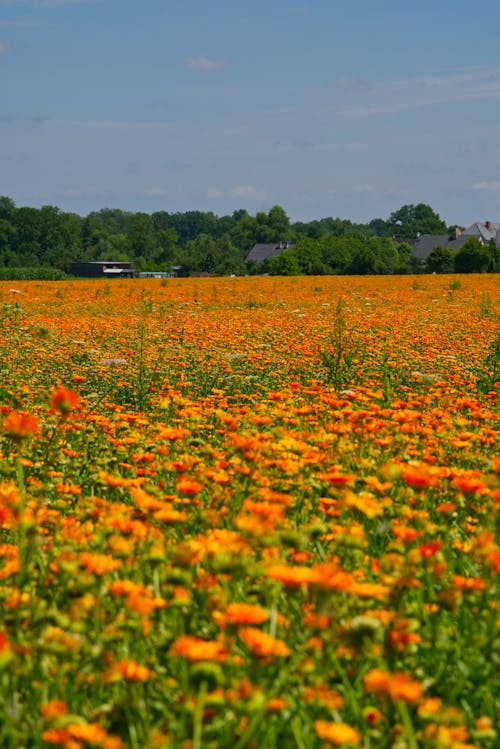 Gratis lagerfoto af bane, blomster, eng