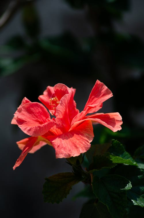 Free Red Hibiscus in Close Up Photography Stock Photo