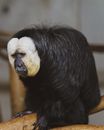 White-faced Saki in the Zoo