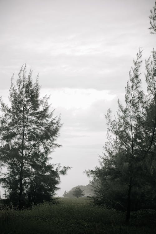 Foto profissional grátis de alvorecer, árvores, céu
