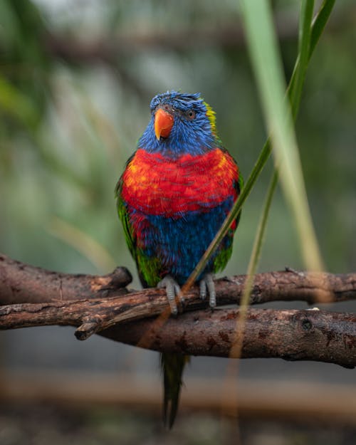 Free A Beautiful Rainbow Lorikeet Bird on Tree Branch Stock Photo