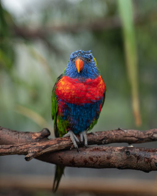 Free Beautiful Parrot Bird on Brown Tree Branch Stock Photo