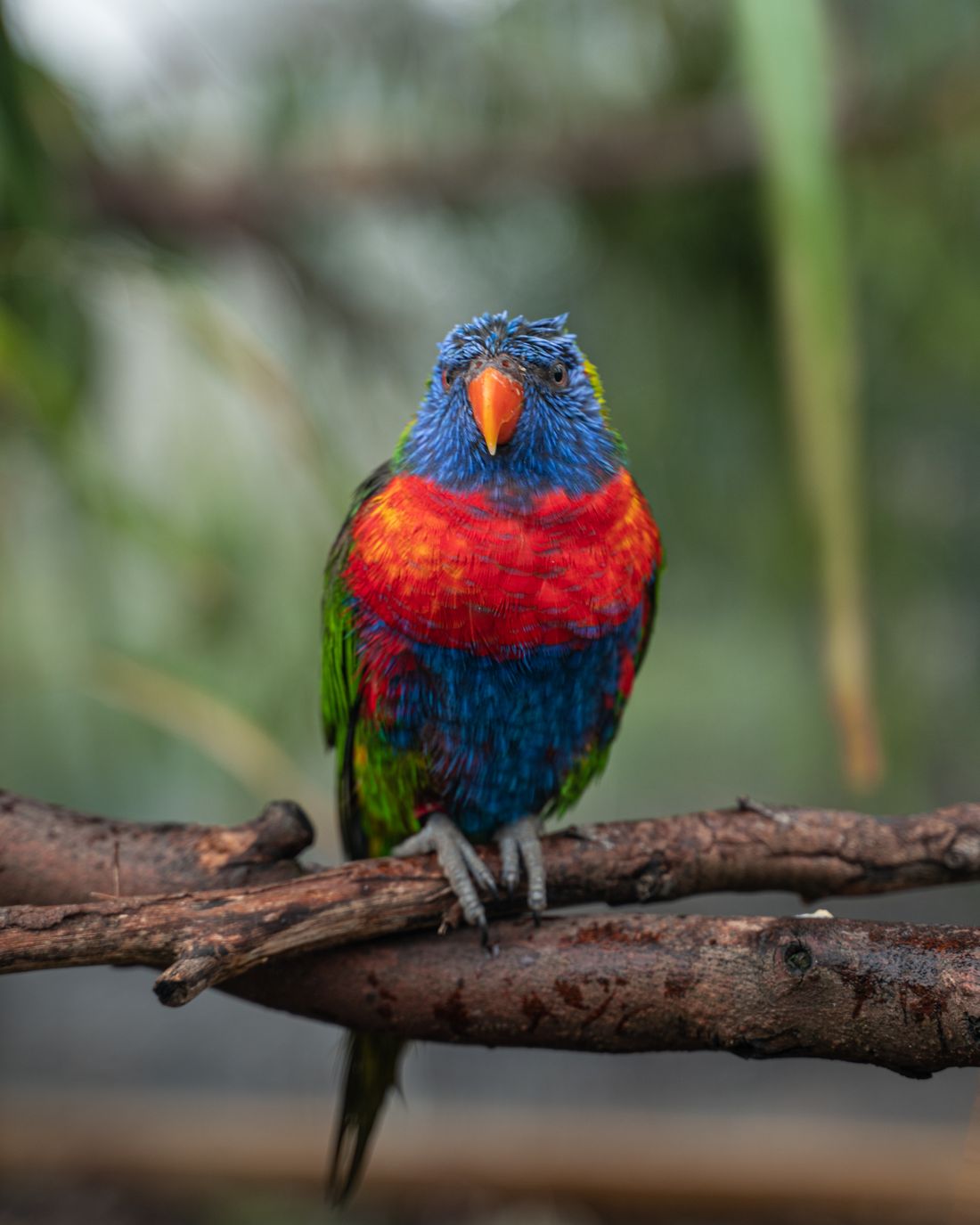 Doğal dal üzerinde renkli lorikeet papağanı