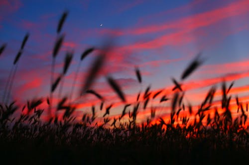 Fotos de stock gratuitas de amanecer, anochecer, campo