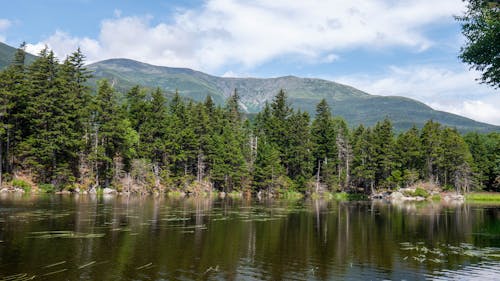 水, 湖, 緑の木々の無料の写真素材