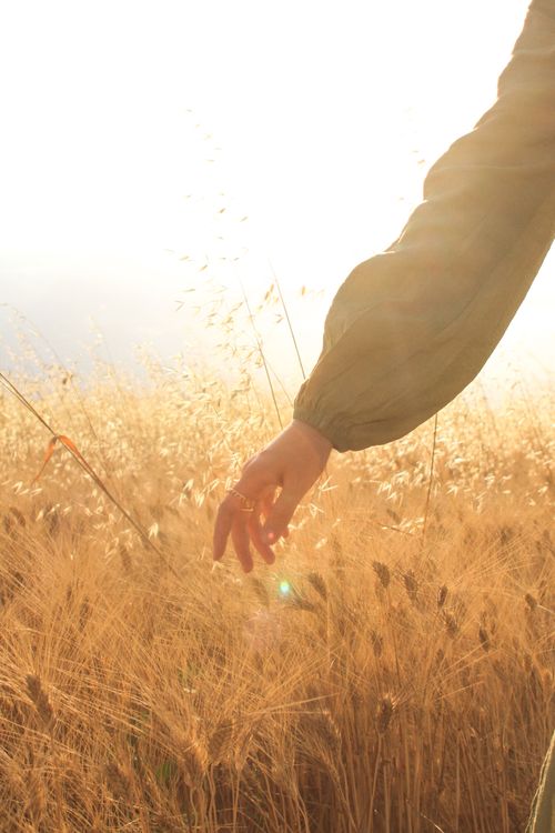 Free A hand gently brushing through golden wheat in a sunlit field, capturing morning serenity. Stock Photo