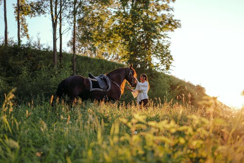 at, atlı, çiftlik hayvanları içeren Ücretsiz stok fotoğraf