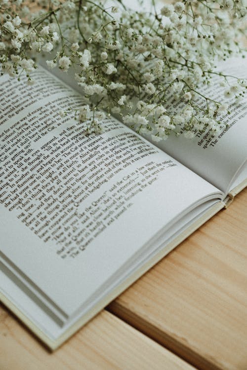 Books, Camera and Flower on Shelves · Free Stock Photo