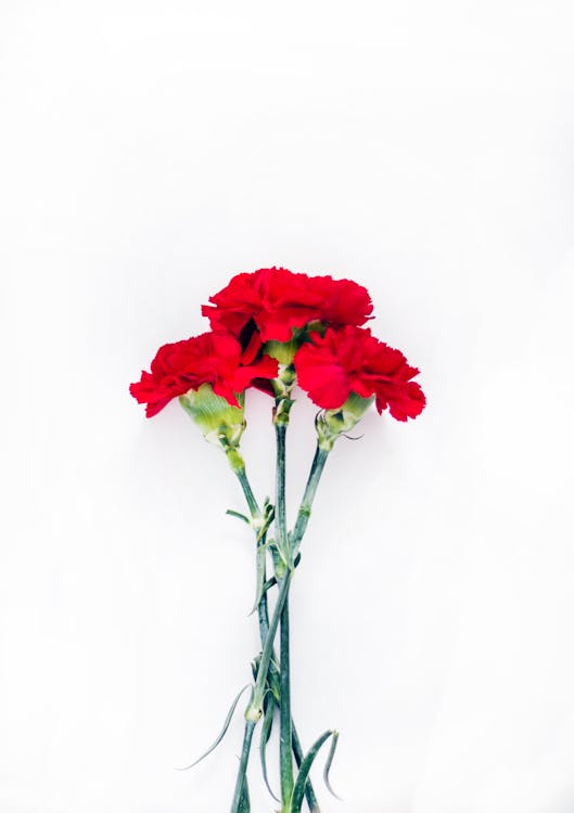 Free Flatlay Photography of Red Carnations Stock Photo