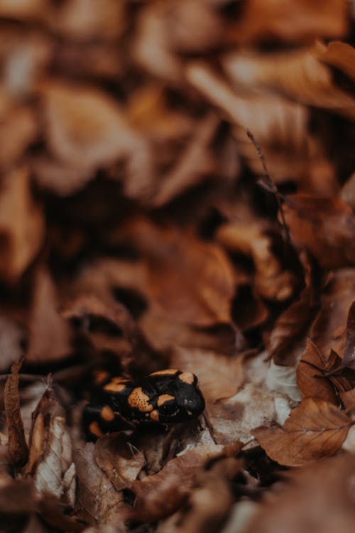 Free Black and Yellow Snake on Dried Leaves Stock Photo