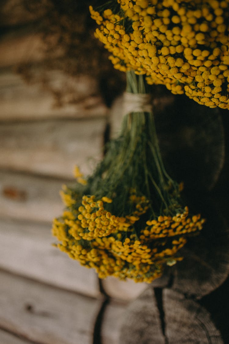 Tansy Drying On Wall Of Log House