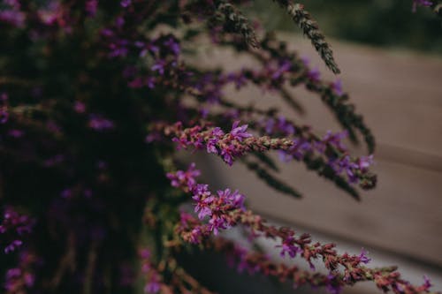 Close-up of Purple Loosestrife Flowers 