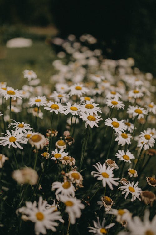 Immagine gratuita di camomilla, fiori bianchi, focus selettivo