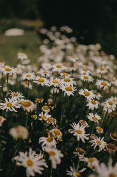 A field of blooming chamomile flowers with vibrant white petals and yellow centers, captured in soft focus.