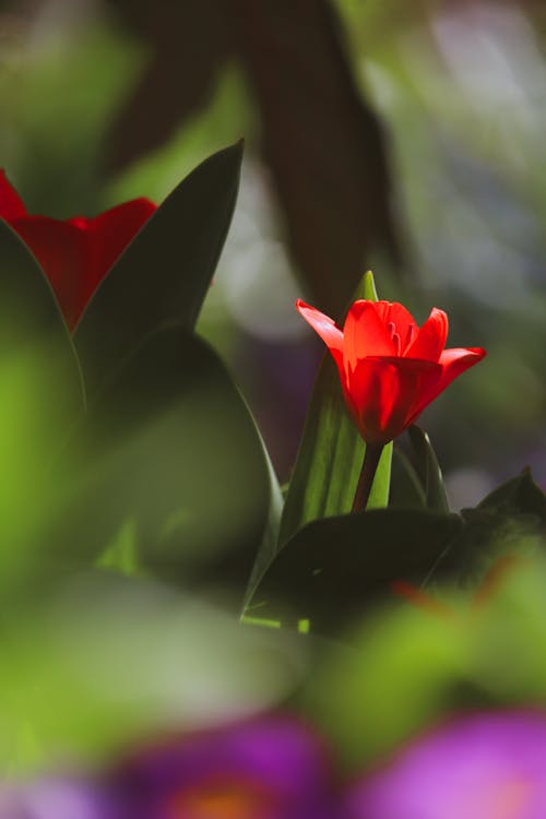 Foto stok gratis berkembang, bunga, bunga tulip