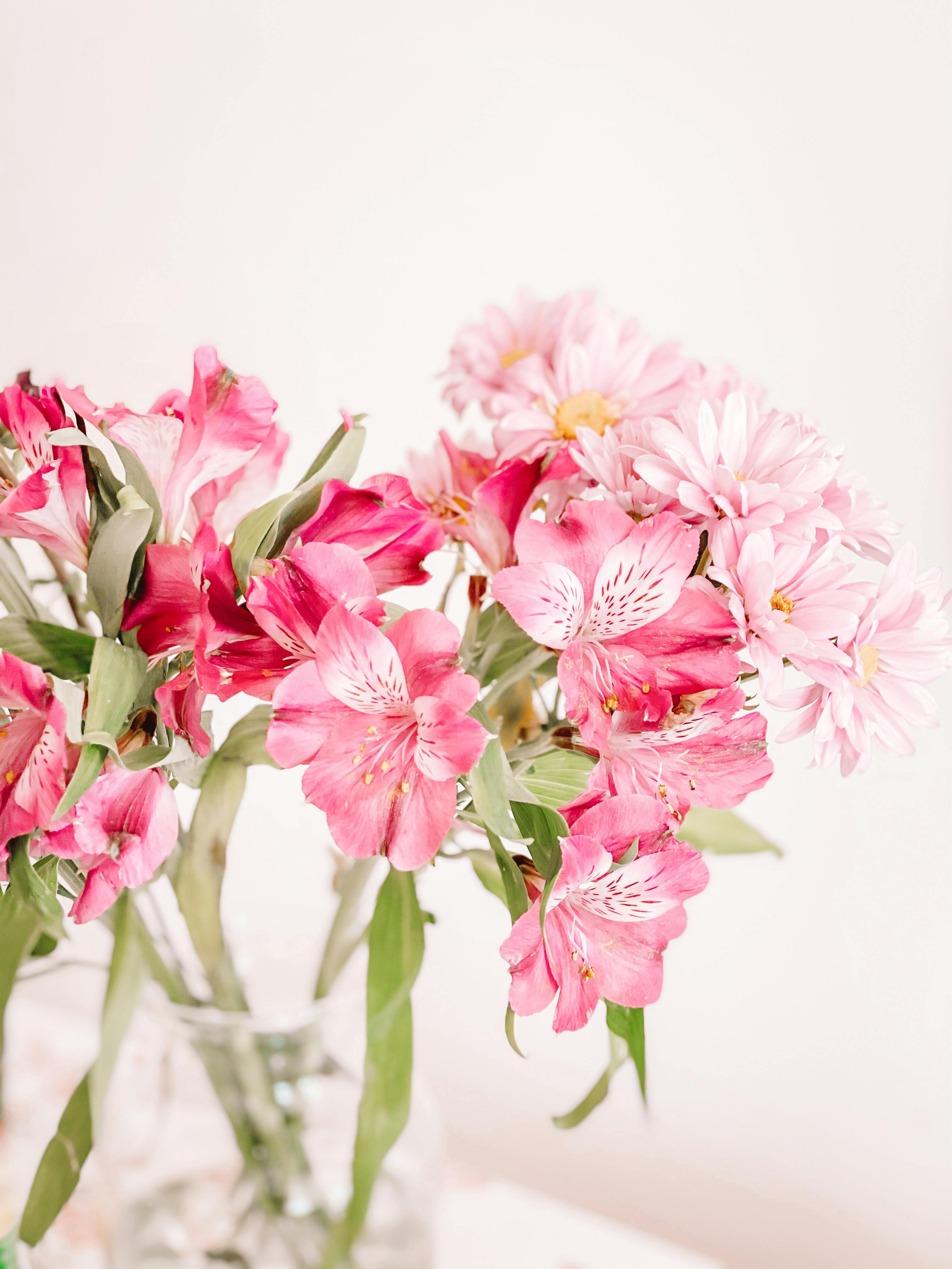 Peruvian Lilies Photos, Download The BEST Free Peruvian Lilies Stock ...