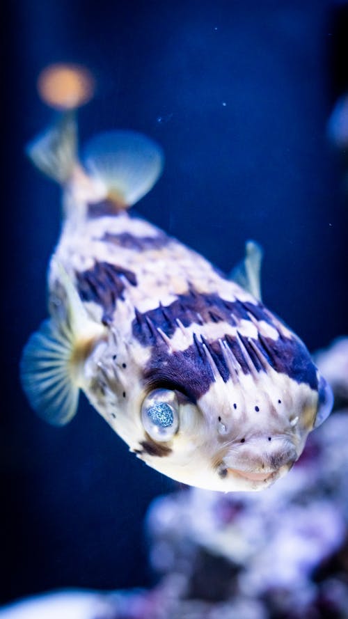 Close Up Photo of Porcupine Fish in Water 
