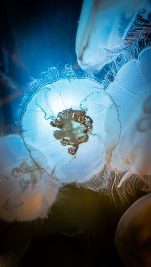 Directly Below View of Jellyfish