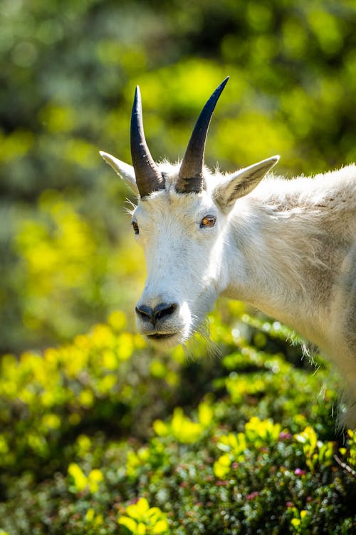 Close Up Photo of a White Goat