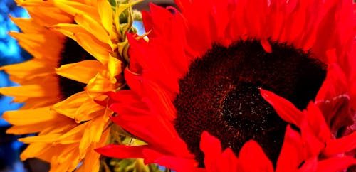 Foto d'estoc gratuïta de colors, flors, flors boniques