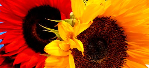 Free stock photo of flowers, red, sunflowers