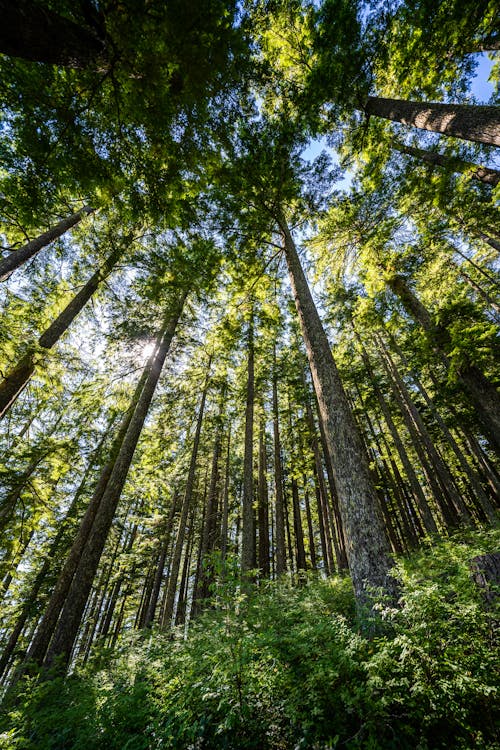 Photos gratuites de bois, contre-plongée, forêt