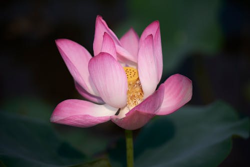 Close-Up Photograph of a Pink Indian Lotus Flower