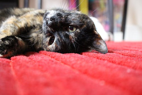 무료 빨간색 섬유에 누워 갈색과 검은 색 중간 코트 고양이 스톡 사진