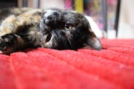 一只放松的龟甲猫躺在充满活力的红地毯上，室内环境舒适