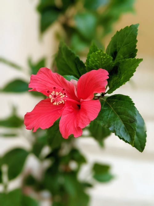Free Close-Up Photograph of a Red Hibiscus Flower Stock Photo