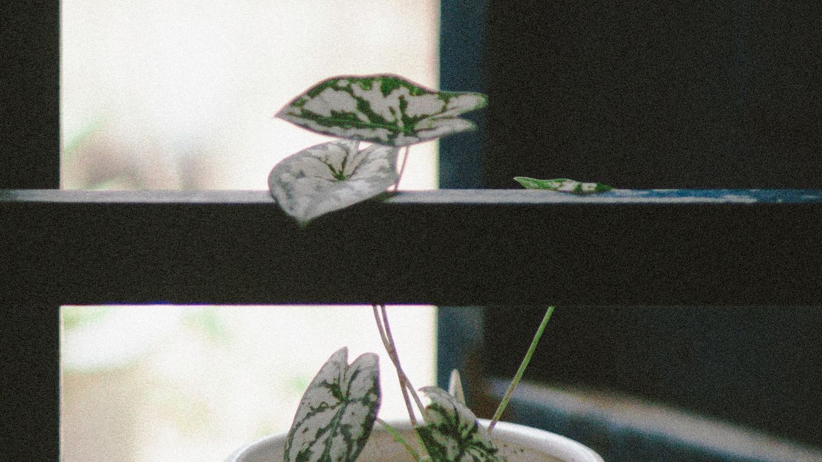Les meilleures plantes dintérieur pour purifier lair en 2026 - illustration