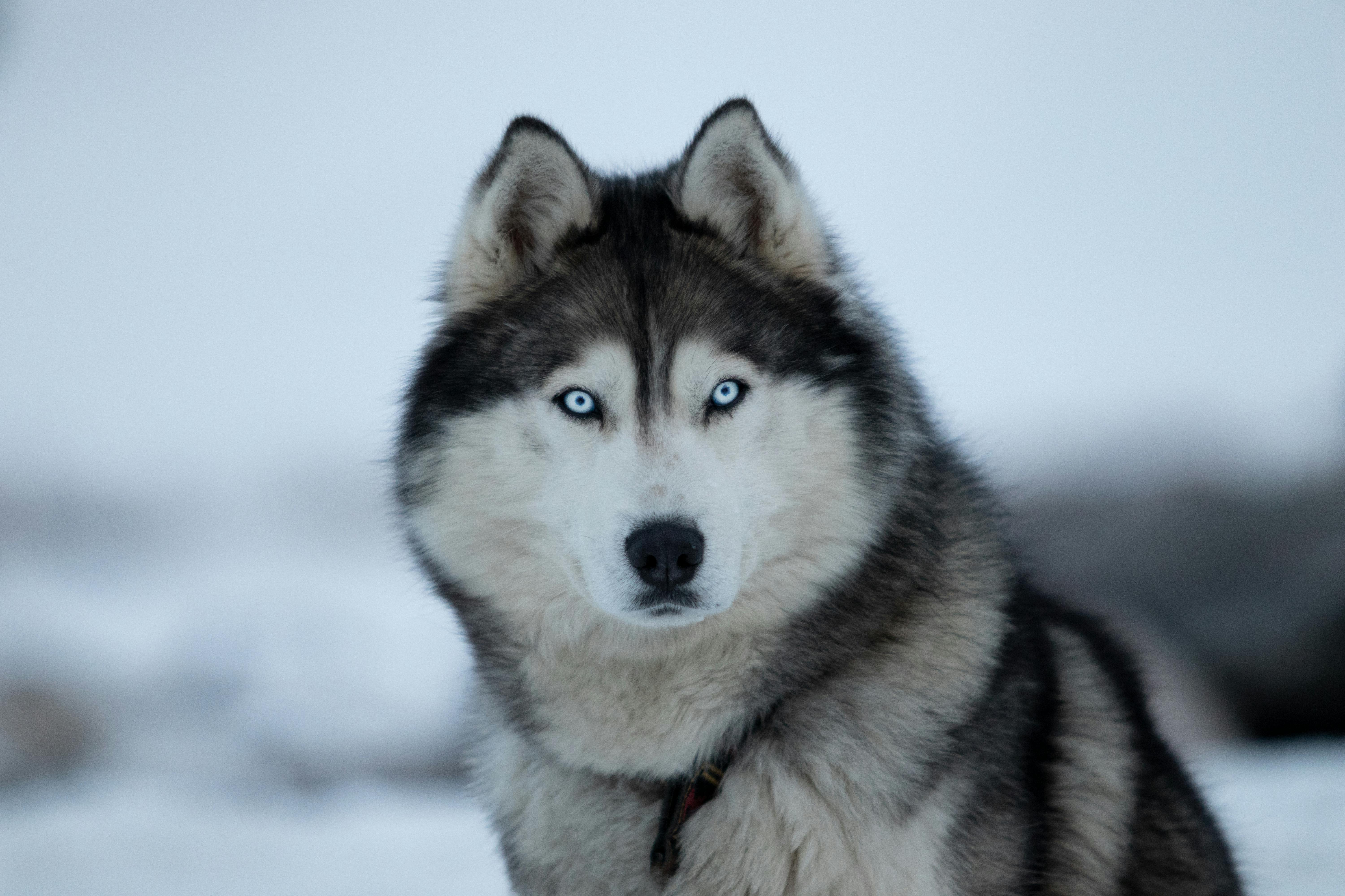 husky blue eyes