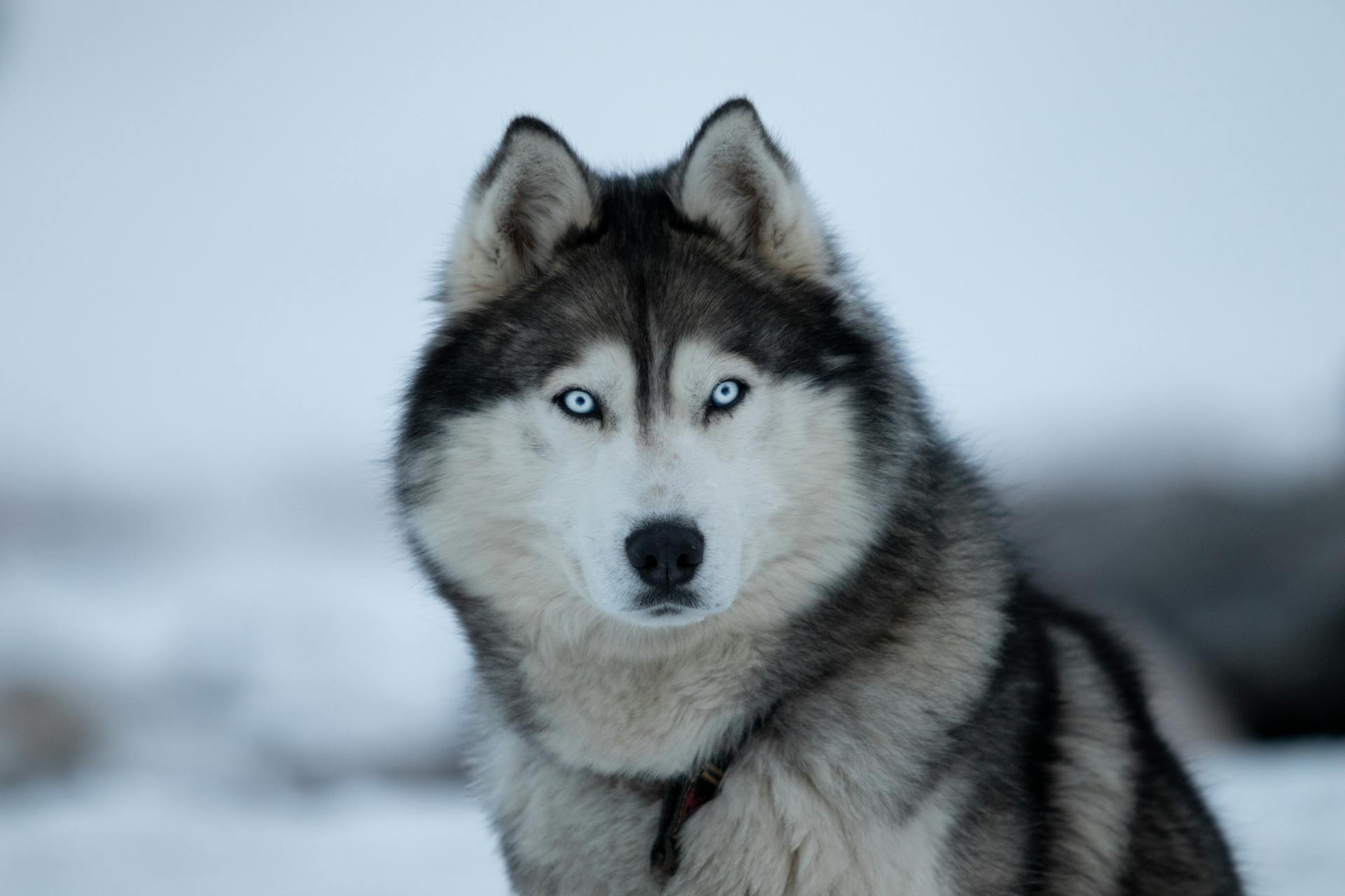 Husky sibérien aux yeux bleus