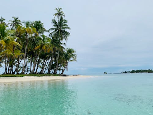 Palm Trees on Sea Shore