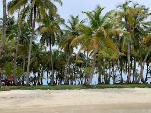 Gratis lagerfoto af kokostræer, kyst, miljø
