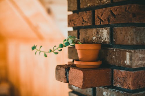 Potted Plant on Brick Shelf
