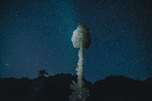 무료 갤럭시, 나무, 밤하늘의 무료 스톡 사진