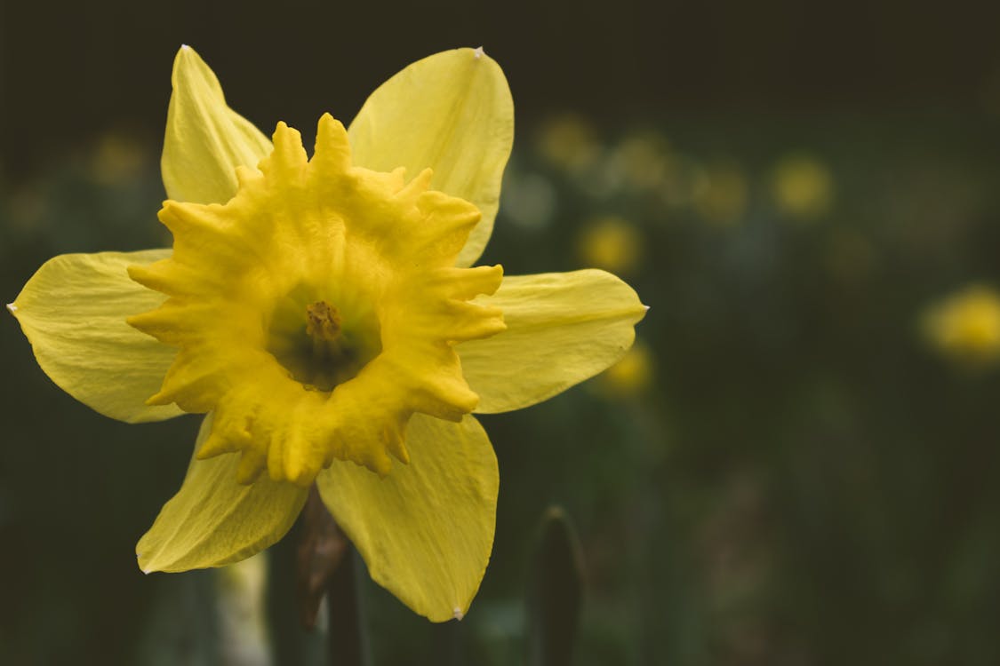 Fotografia De Close Up De Flor De Narciso