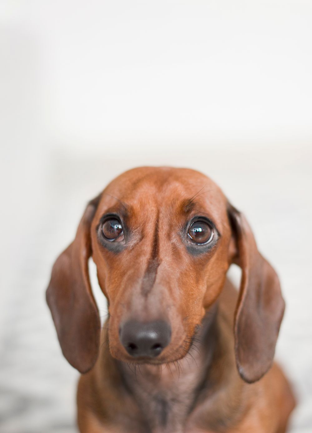 Dachshund with soulful eyes