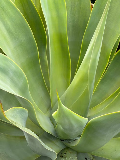 Leaves of exotic agave plant