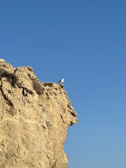 Imagine de stoc gratuită din abraziv, afară, animale sălbatice