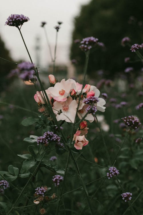 Close-up of Beautiful Flowers on a Field 