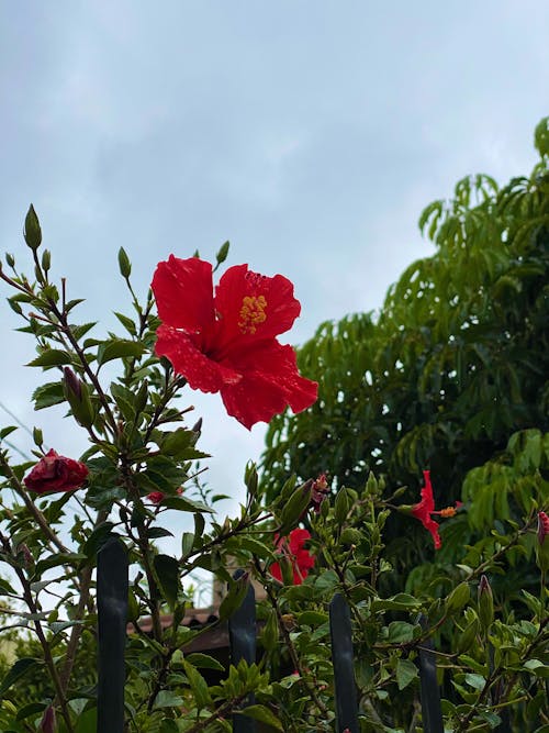 Blossoming pink flowers growing near plants with green leaves in park under cloudy sky in daylight