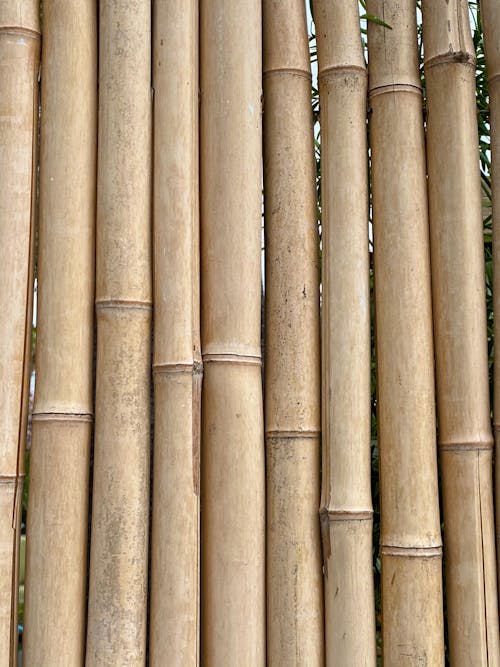 Foto stok gratis alam, bambu, batang